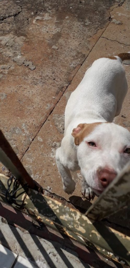 Denver desapareceu no Bairro Floresta