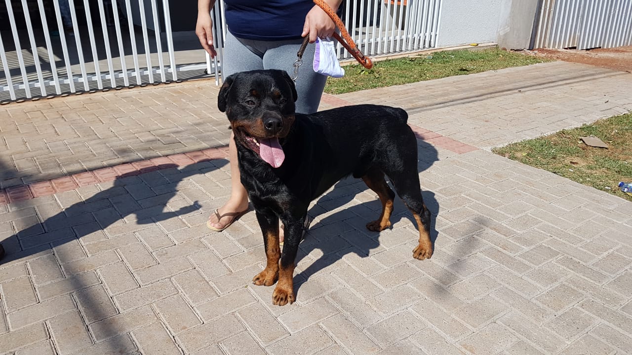 Corpo de Bombeiros é acionado para capturar cachorro, mas dona o encontra primeiro Imagem referente a Corpo de Bombeiros é acionado para capturar cachorro, mas dona o encontra primeiro