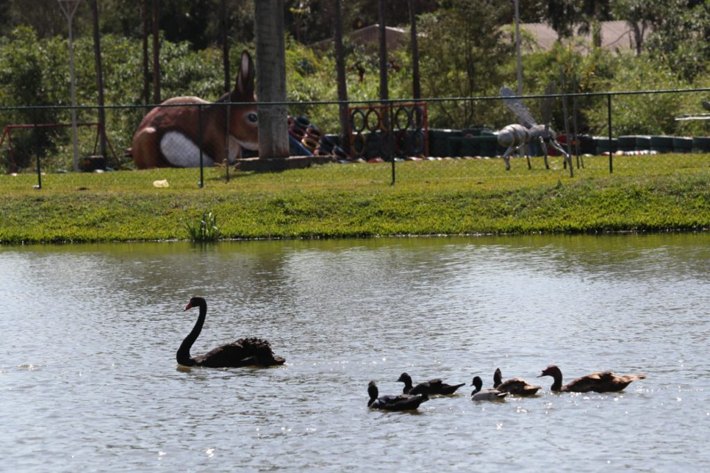 Ecopark Oeste recebe aves ornamentais que embelezam espaço público Ecopark Oeste recebe aves ornamentais que embelezam espaço público