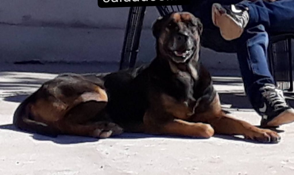 Internauta pede ajuda para localizar cão que sumiu no Bairro Cataratas Internauta pede ajuda para localizar cão que sumiu no Bairro Cataratas