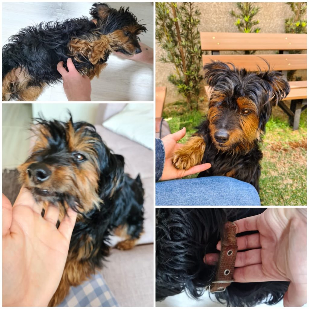 Cachorrinho foi encontrado no Bairro Pioneiros Catarinenses Cachorrinho foi encontrado no Bairro Pioneiros Catarinenses