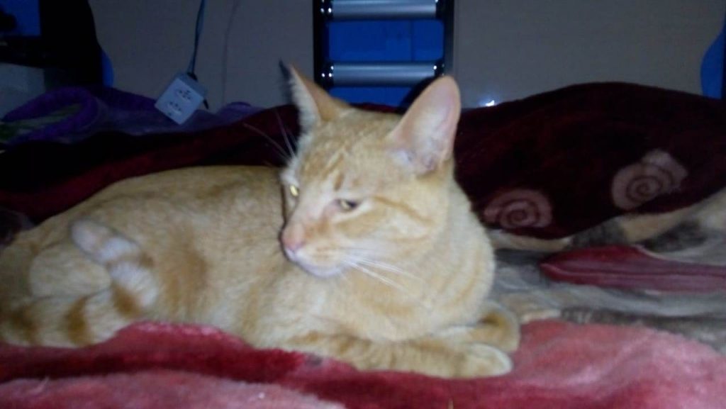 Gata é encontrada no Bairro Paulo Godoy