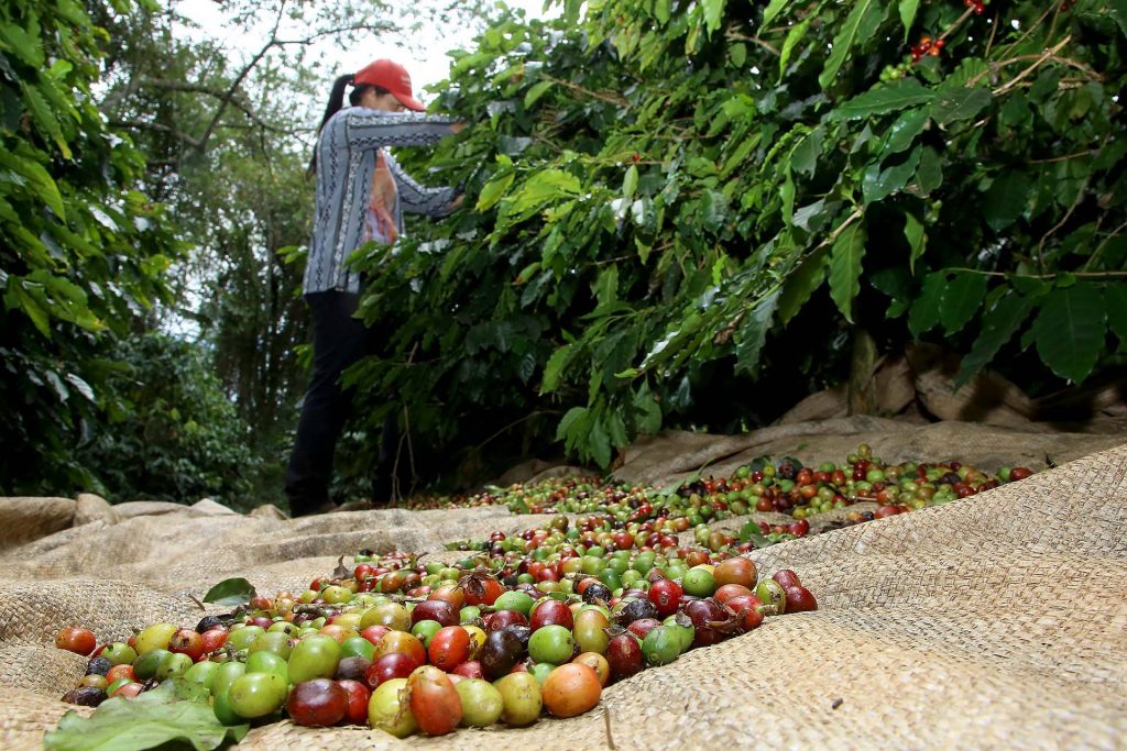 Boletim agropecuário destaca término da colheita do café