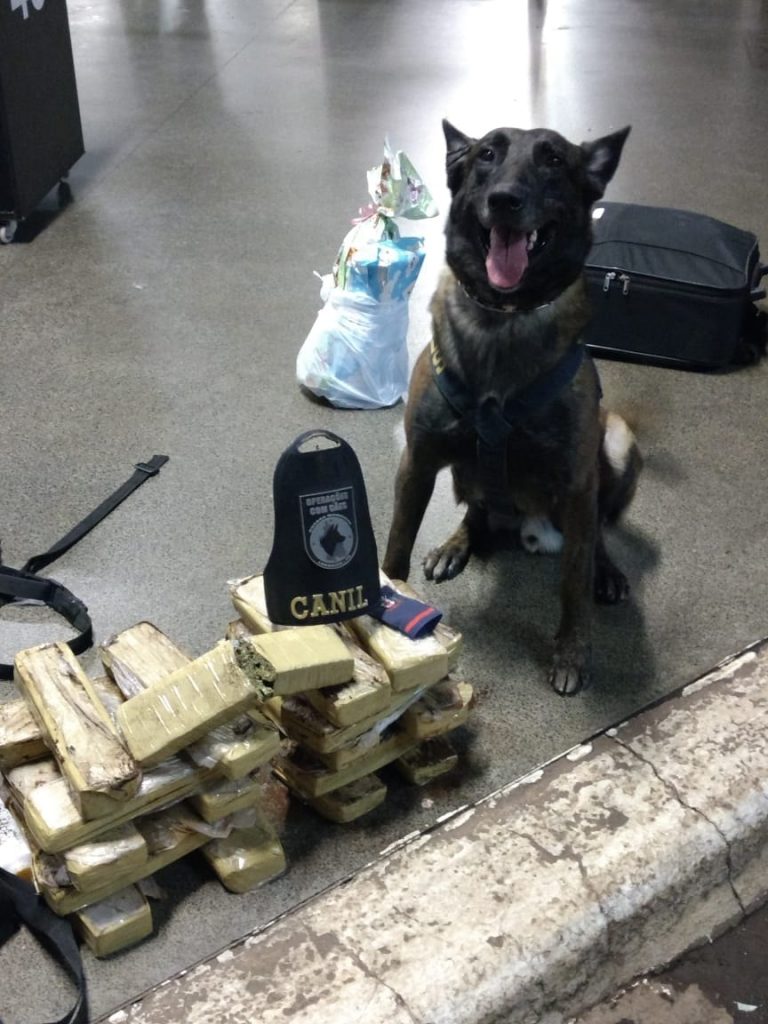 Com cães farejadores, GM de Londrina flagra passageiro de ônibus com 20 kg de maconha
