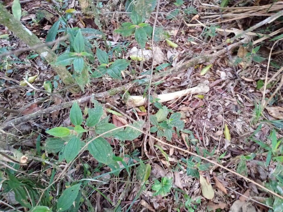 Polícia investiga ossada humana encontrada em terreno Imagem referente a Polícia investiga ossada humana encontrada em terreno