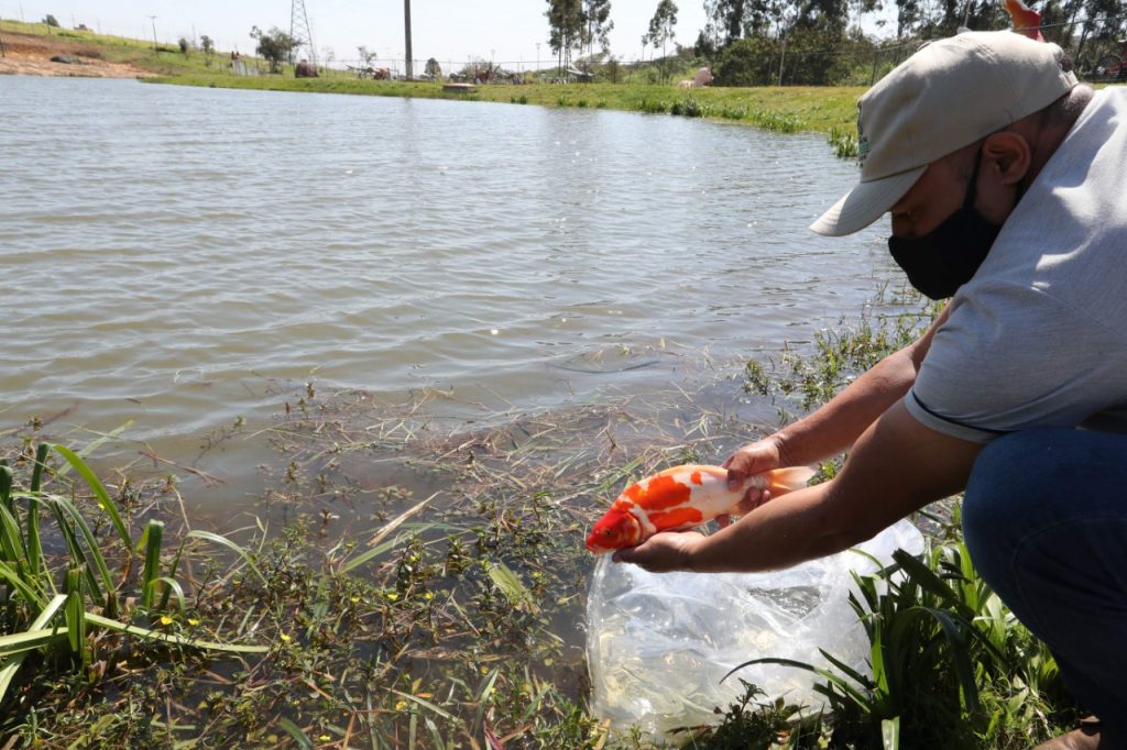Lago do Ecopark Oeste ganha peixes coloridos