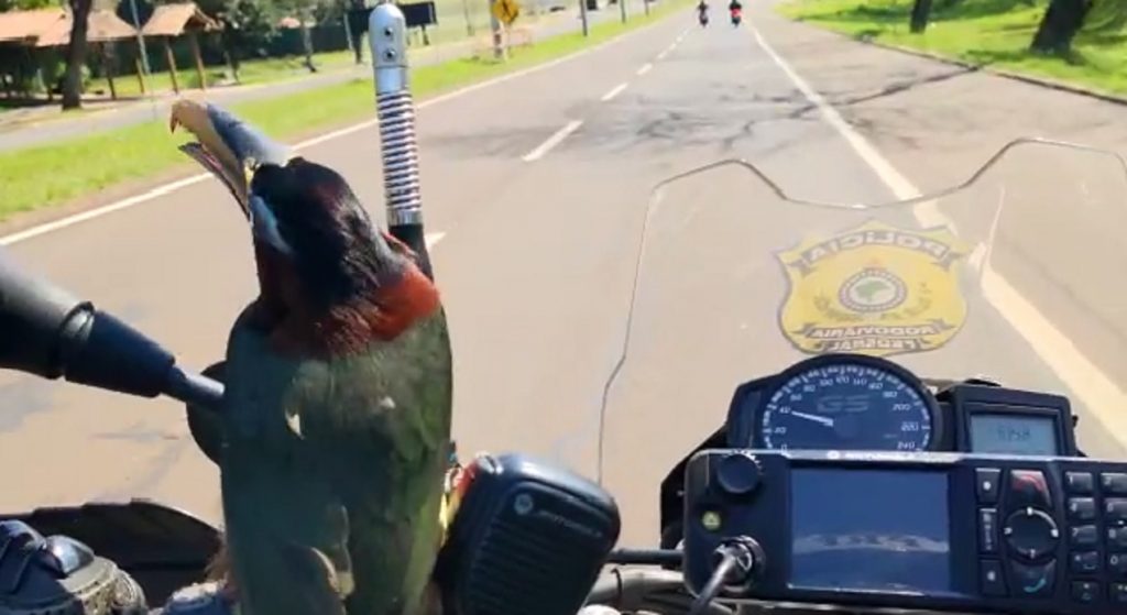 Tucano ‘pega carona’ em motocicleta da PRF em Foz do Iguaçu; veja o vídeo Tucano ‘pega carona’ em motocicleta da PRF em Foz do Iguaçu; veja o vídeo