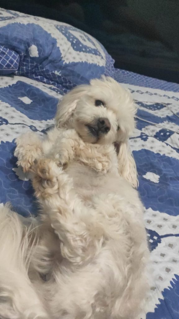 Dobby fugiu no Bairro Ciro Nardi