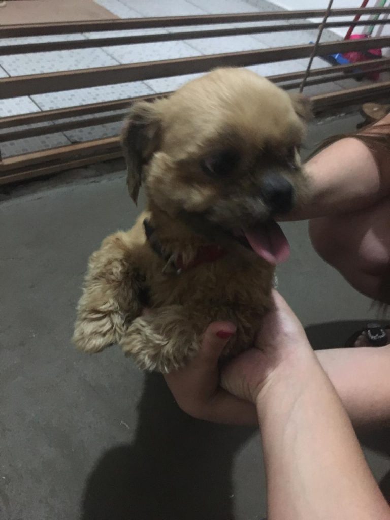 Cão da raça lhasa apso foi encontrado no São Cristóvão