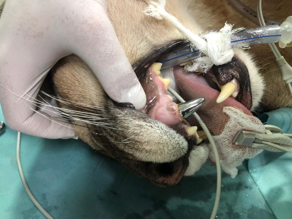 Onça Faísca coloca prótese metálica em procedimento odontológico inédito no Zoo Onça Faísca coloca prótese metálica em procedimento odontológico inédito no Zoo