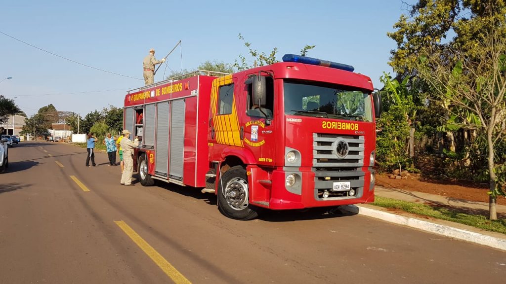 Bombeiros são acionados para captura de gato no Pioneiros Catarinenses