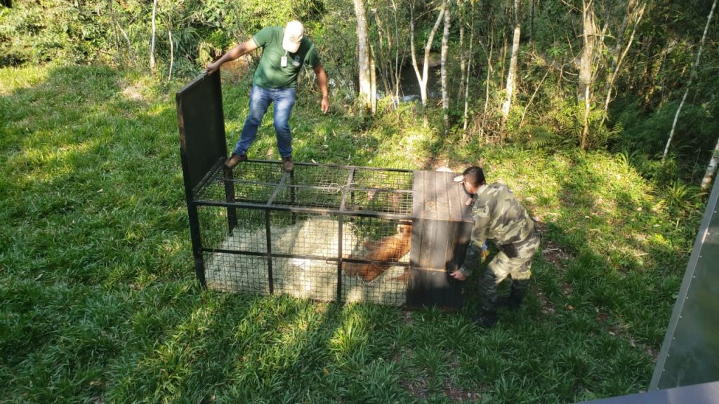 Onça parda capturada em Quedas do Iguaçu é devolvida à natureza
