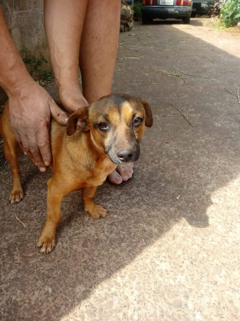 Cachorro é encontrado no Bairro Claudete