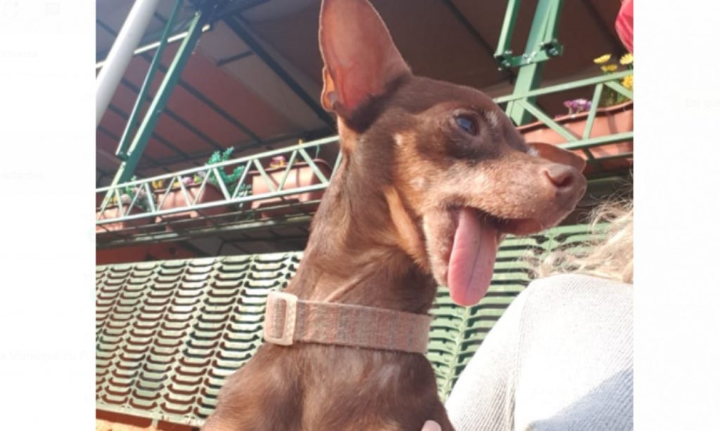 Cachorrinha foi encontrada na região central de Cascavel