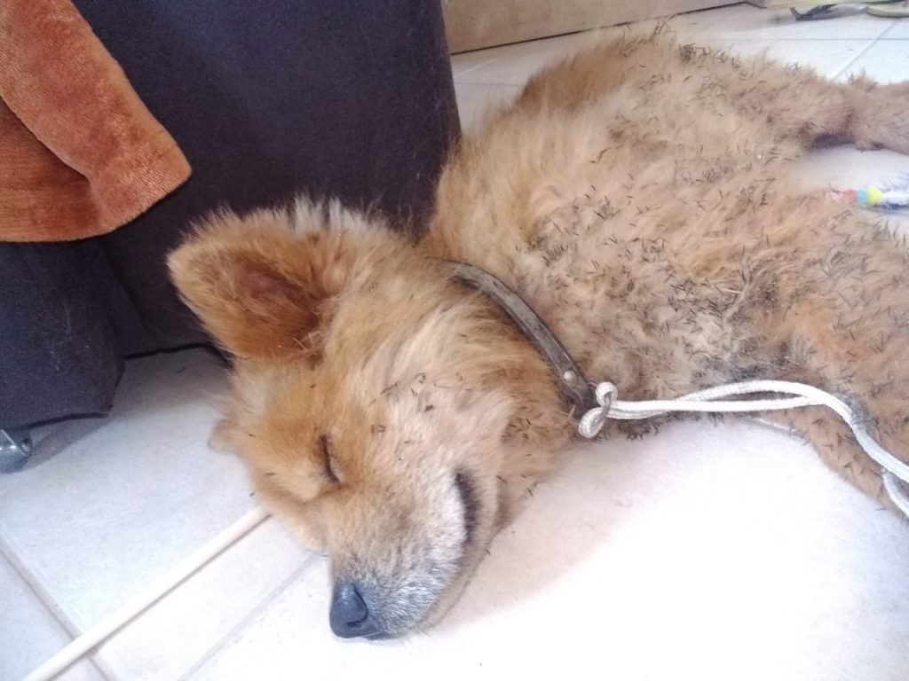 Cachorro é encontrado na Região do Lago