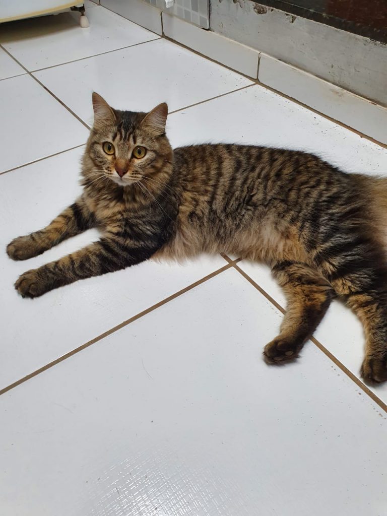 ‘Paçoca’ está perdido no Bairro Parque São Paulo