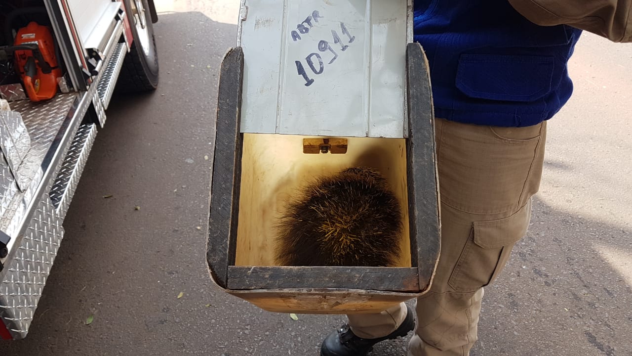 Ouriço é capturado em residência na Rua Manaus Imagem referente a Ouriço é capturado em residência na Rua Manaus