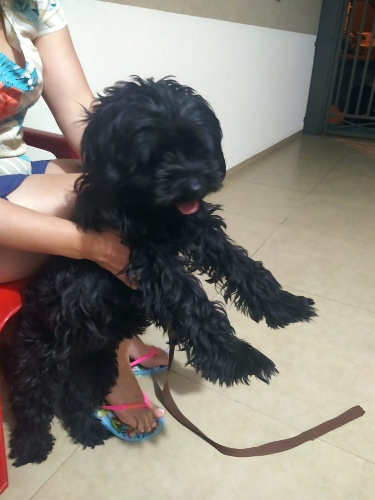 Cachorrinha de estimação é encontrada na Rua Minas Gerais, no Centro