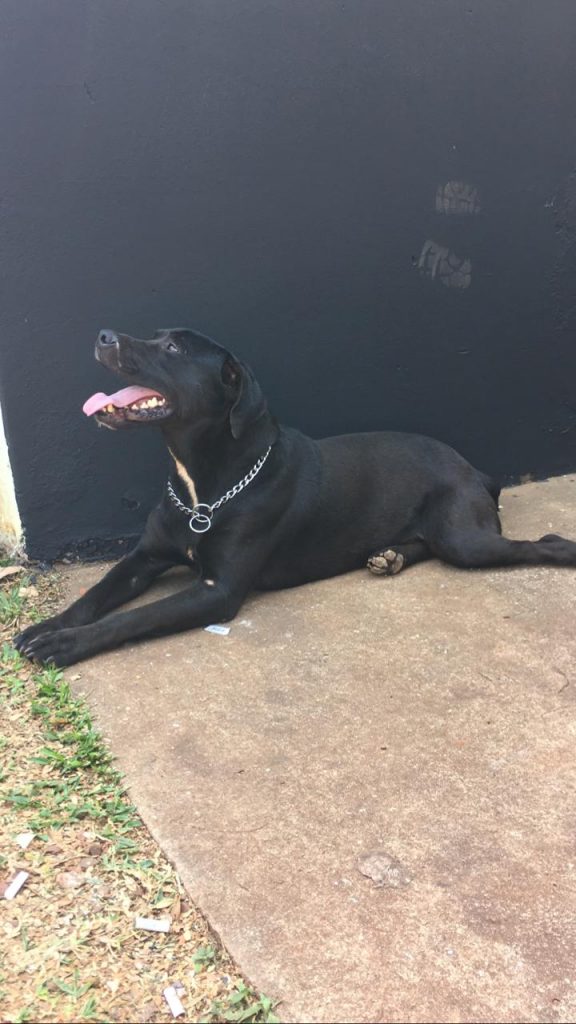 Cachorro é encontrado no Bairro Claudete