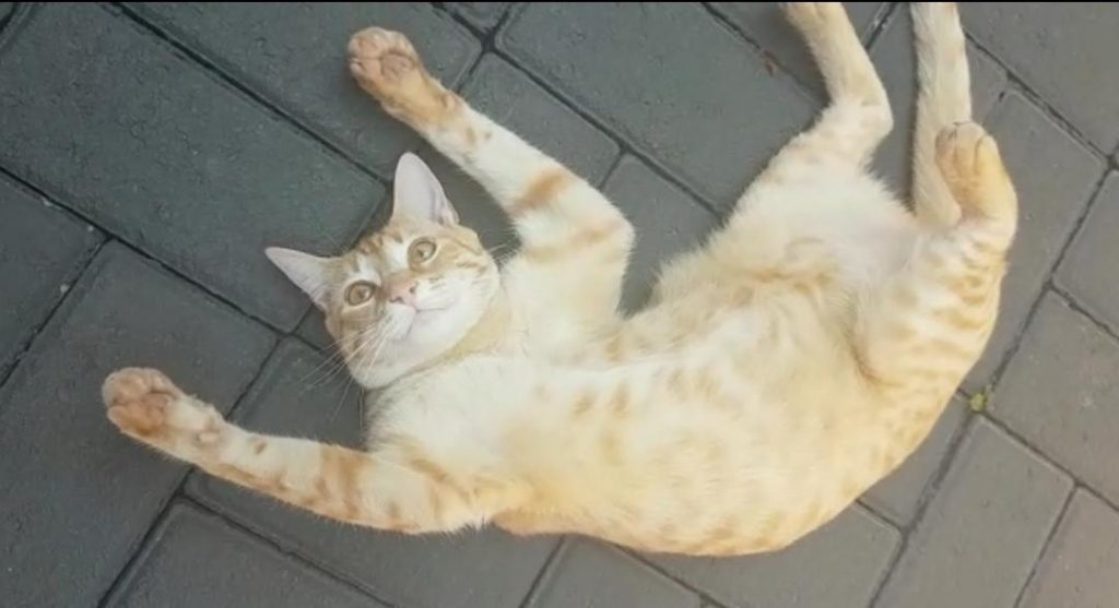 ‘Fifi’ desapareceu no Bairro Maria Luíza