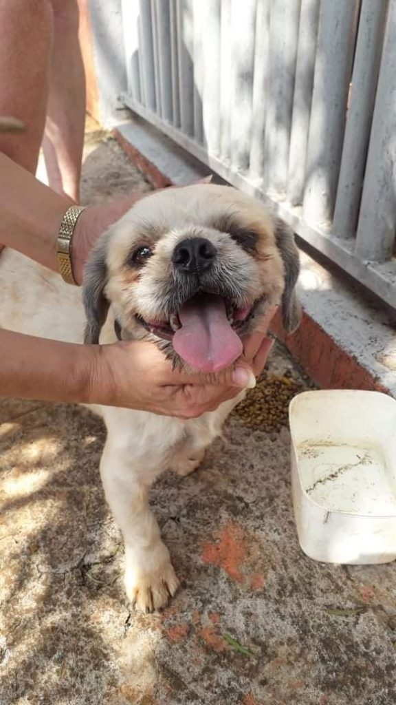 Cachorrinho foi encontrado no Bairro Neva