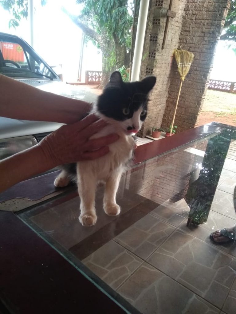 Gatinha foi encontrada nas proximidades da Rua Cuiabá, na Neva