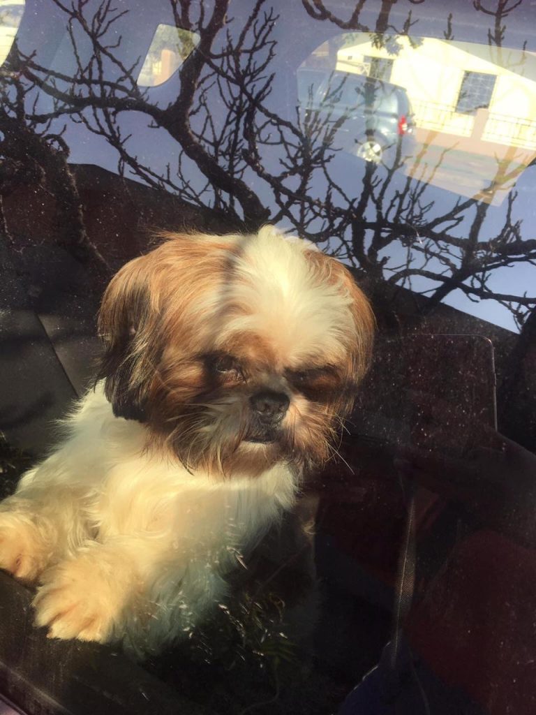 Cachorrinho ‘Theo’ sumiu na região do Bairro São Cristóvão