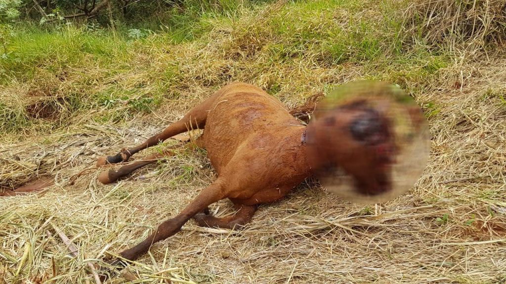 Laudo aponta que cavalo encontrado morto no XIV de Novembro pode ter sido atacado por onça; Secretaria faz alerta