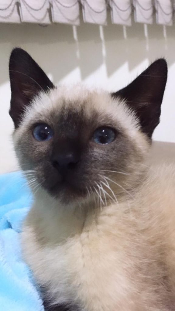 Gatinha ‘Pipoca’ está desaparecida na região do Bairro Floresta