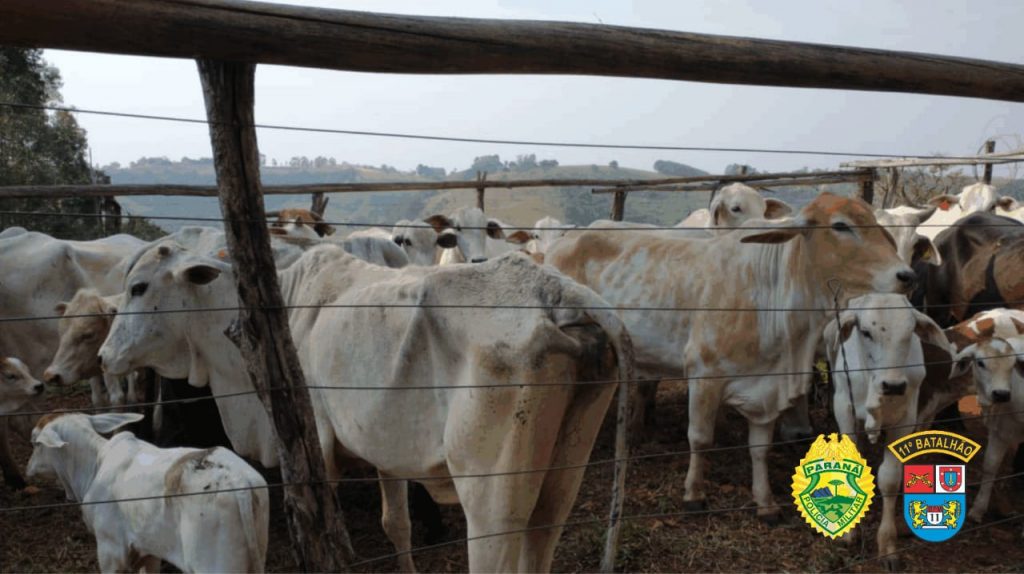 PM recupera, em Iretama, 31 cabeças de gado que haviam sido furtadas em Moreira Sales