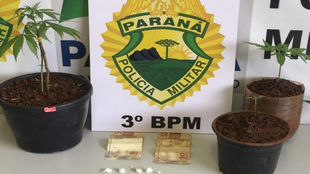 São João: Polícia Militar apreende pés de maconha e papelotes de cocaína