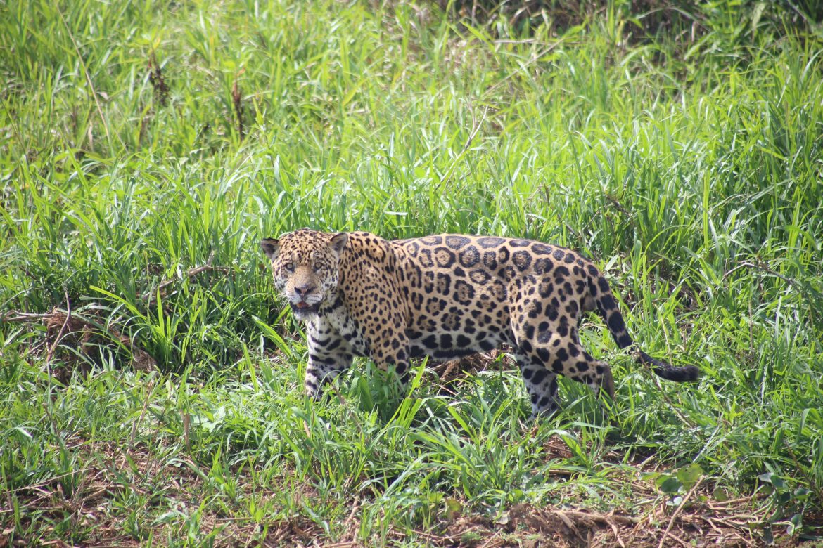 Imagem referente a Captura de onça não é cogitada; objetivo é que animal siga caminho pela mata