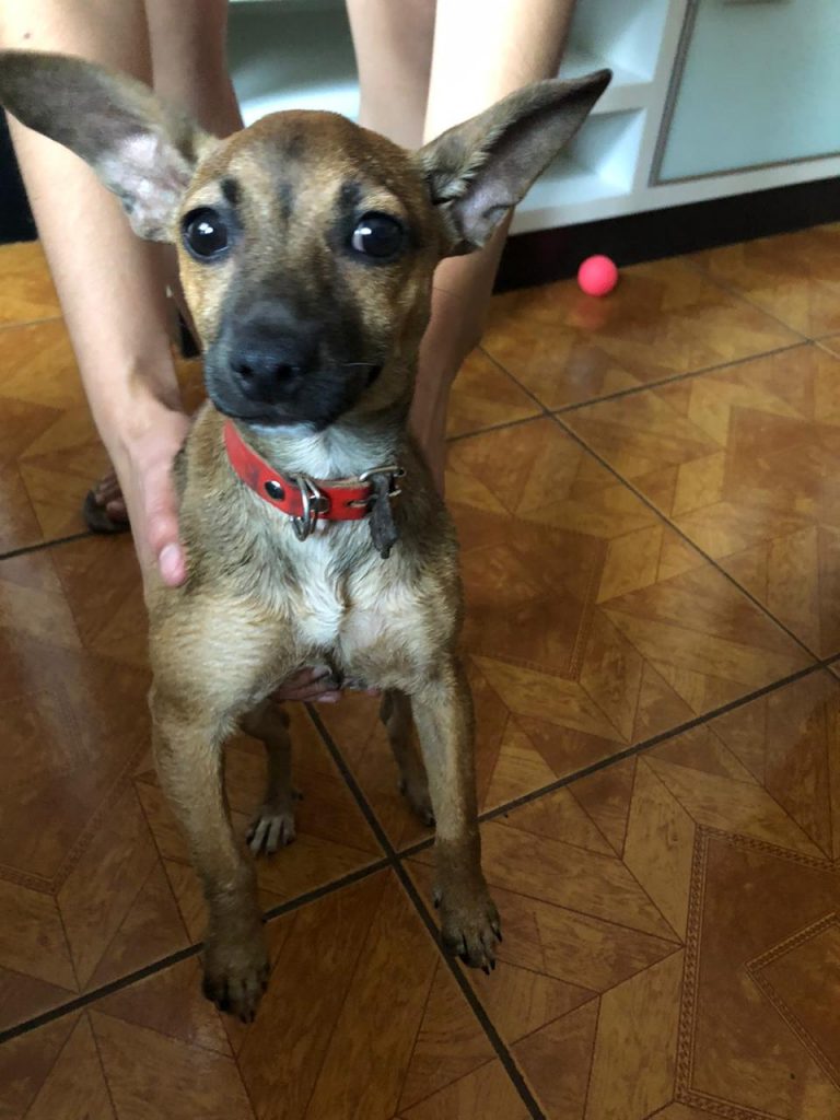 Cachorrinha foi encontrada no Bairro Canadá