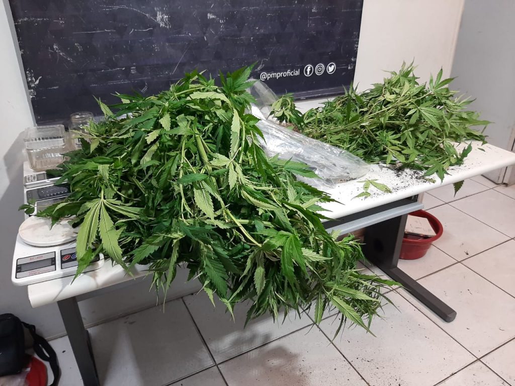 Motorista fica nervoso ao ver cones da rua e polícia chega a 15 pés de maconha, em Curitiba