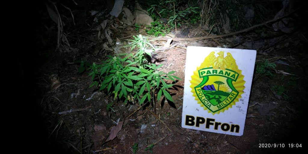 BPFron apreende quinze plantas de maconha em Capanema