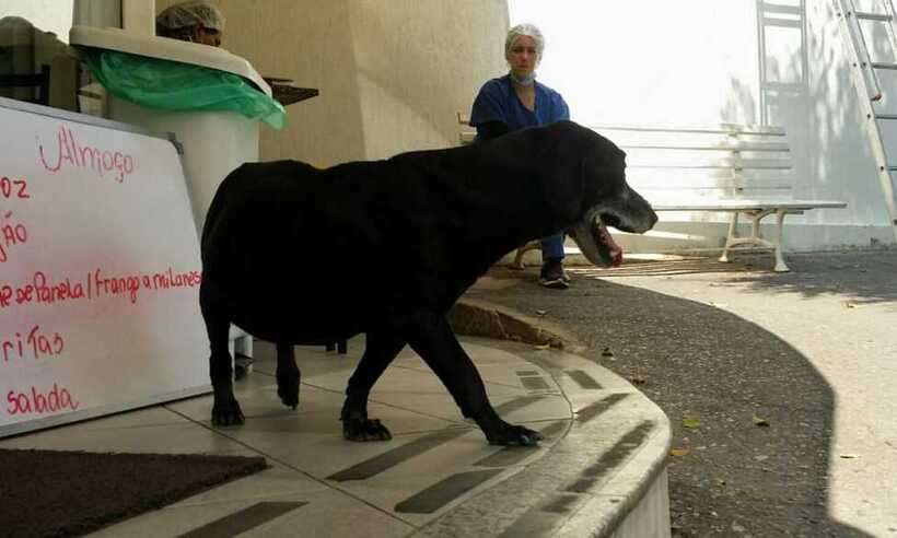 Há 7 anos na porta de hospital, cão espera por dono que já morreu