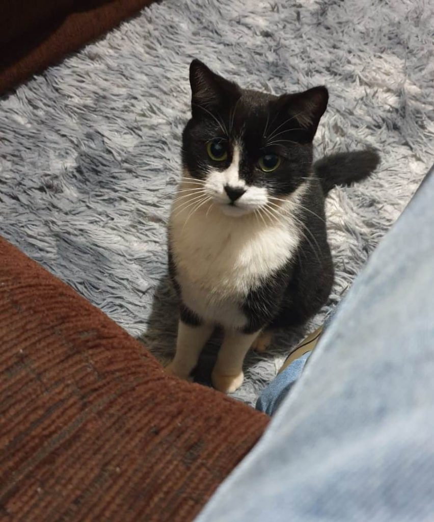 Gato de estimação desapareceu na Região do Lago