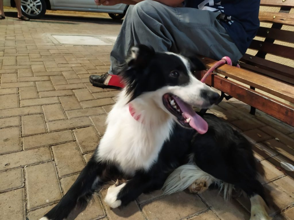 Cachorro é encontrado no Bairro Brasília