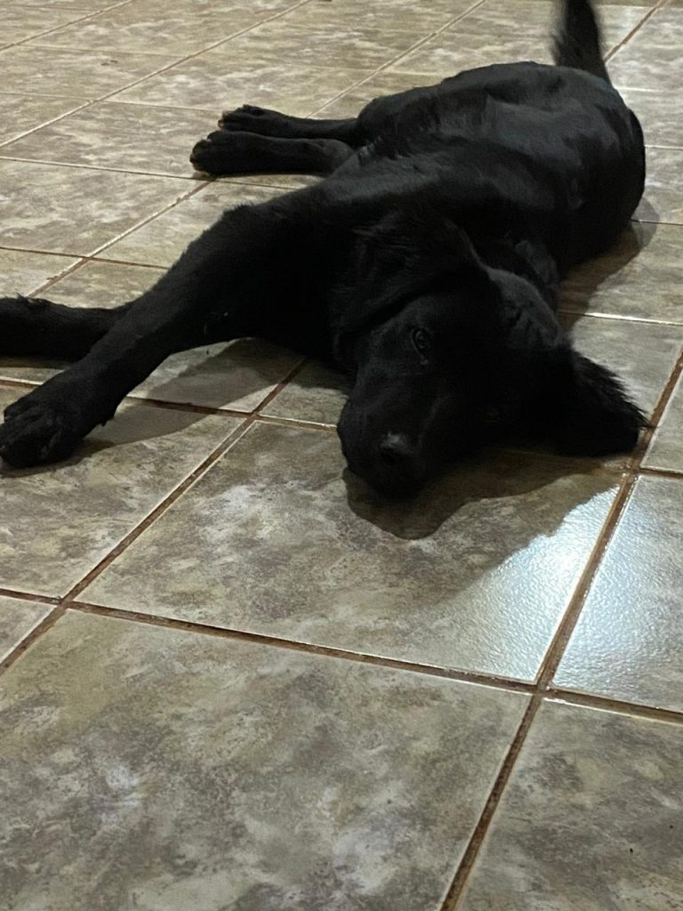 Cachorro é encontrado no Bairro Floresta