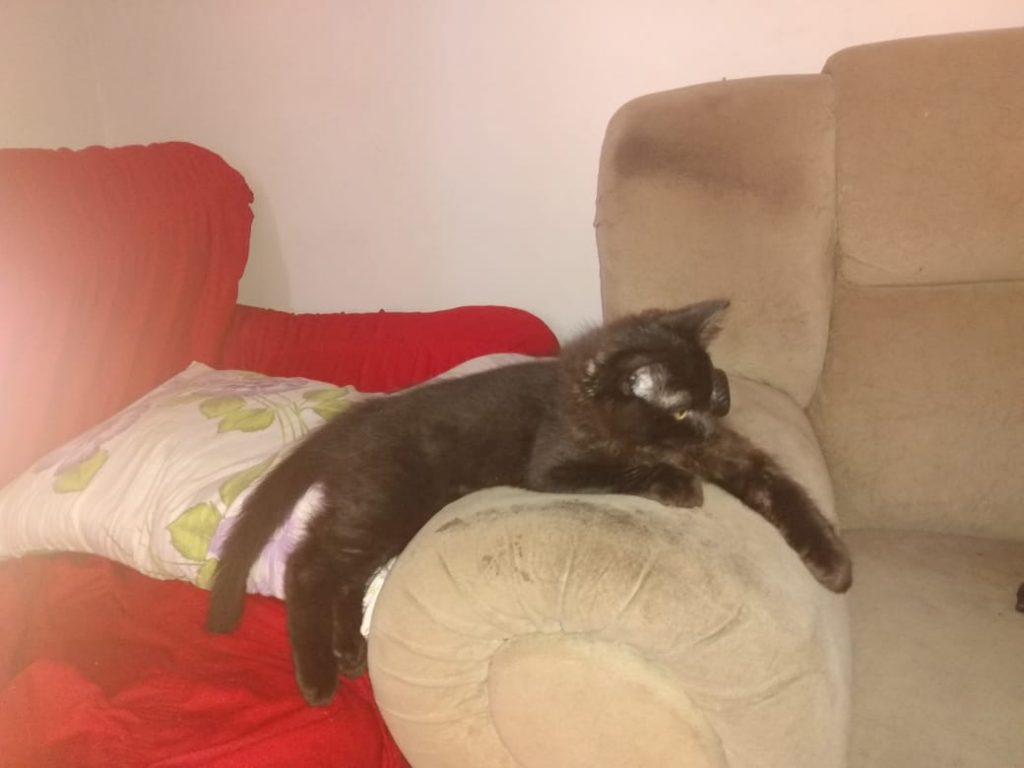 Gato que pertence a criança autista está desaparecido e família pede ajuda para encontrá-lo