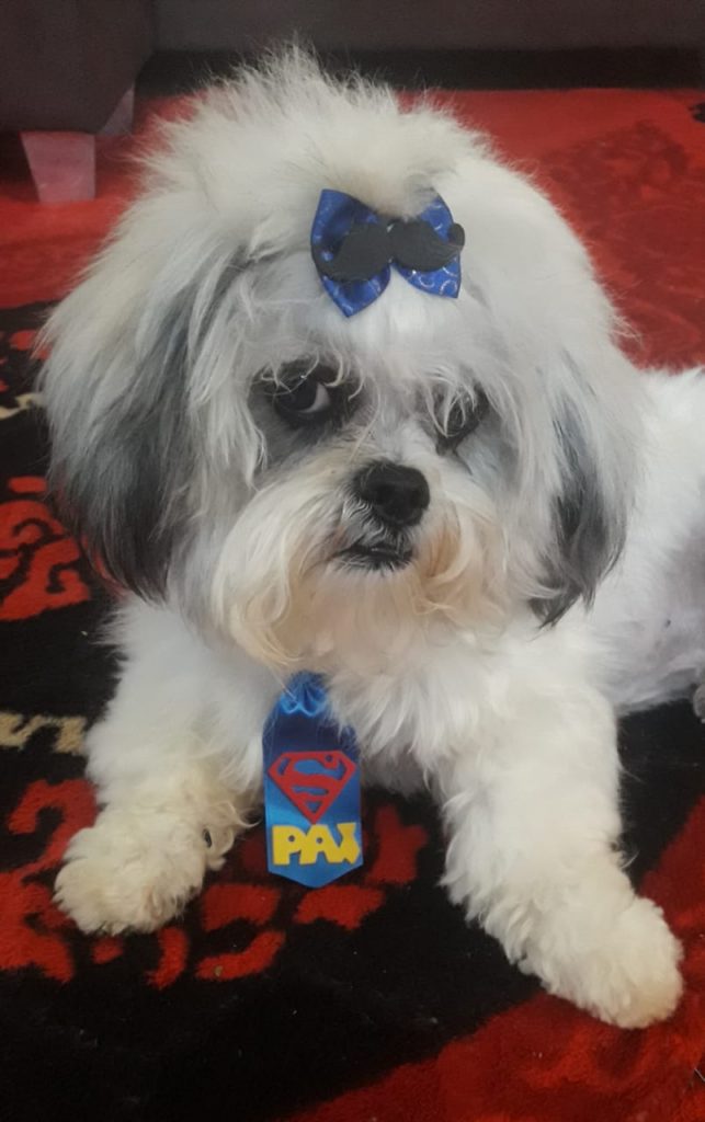 Cachorrinho ‘Thor’ está desaparecido na região do Bairro Santo Onofre