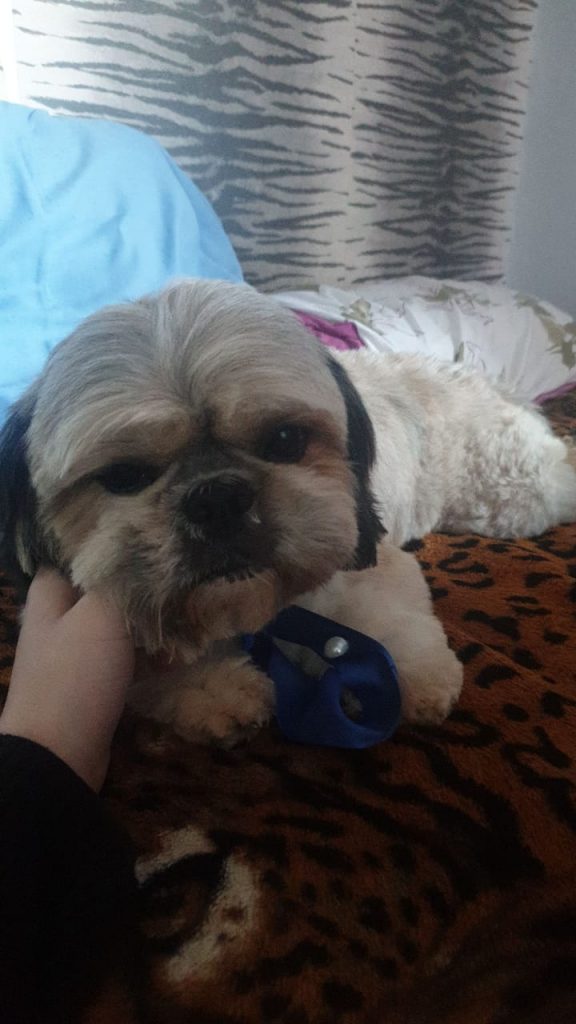 Cachorrinho ‘Bolota’ está desaparecido na região do Caravelle, em Cascavel