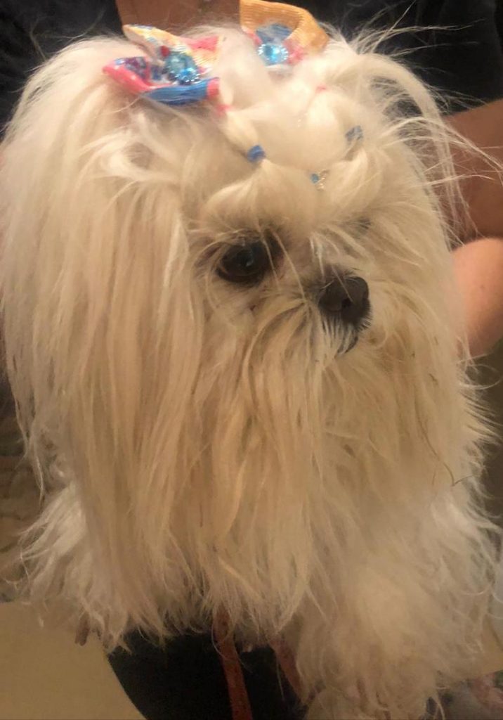 Cadela é encontrada no Bairro Cancelli