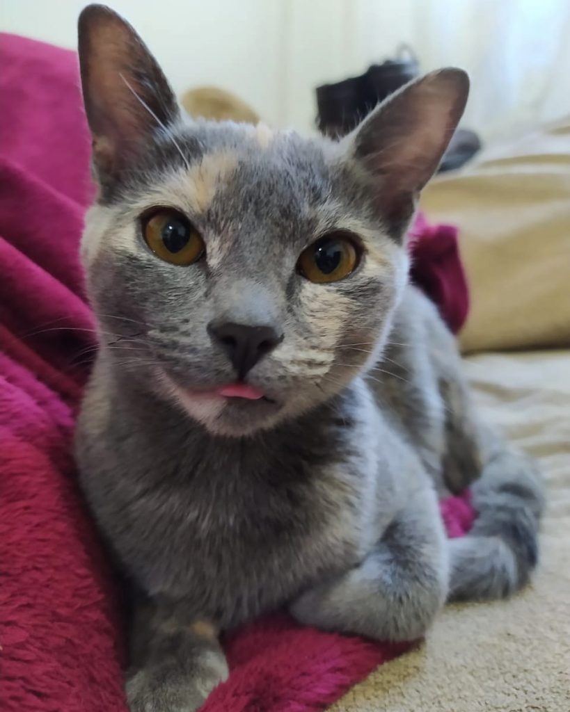 Gata desapareceu na região do Bairro Coqueiral