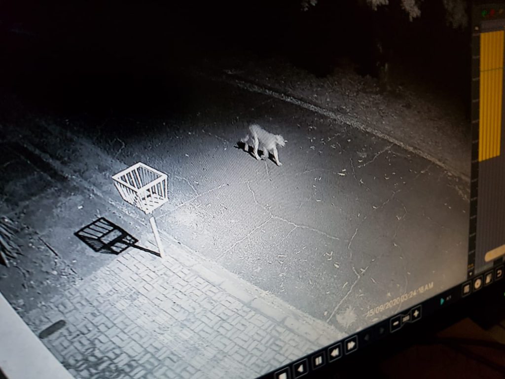 Onça parda é flagrada caminhando por Bairro de Foz do Iguaçu