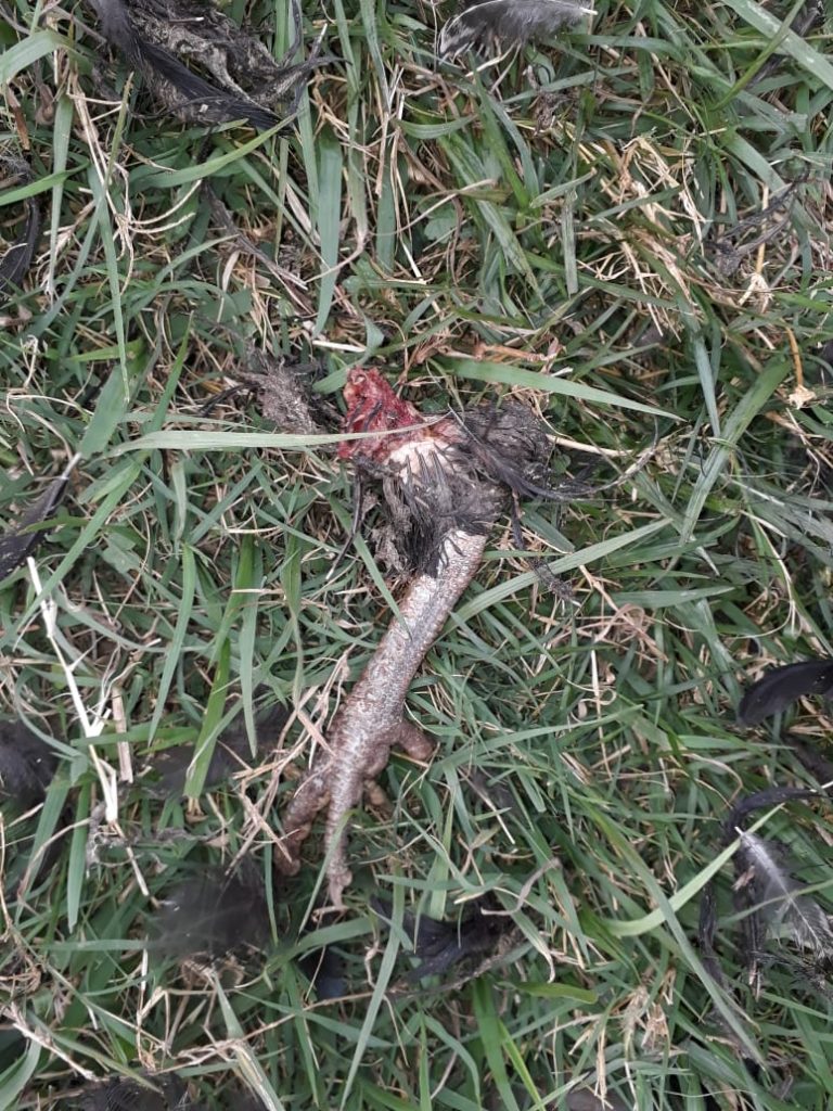 Sema e IAT fazem novo alerta sobre onça em Cascavel; galinha morta e pegada de felino foram encontradas