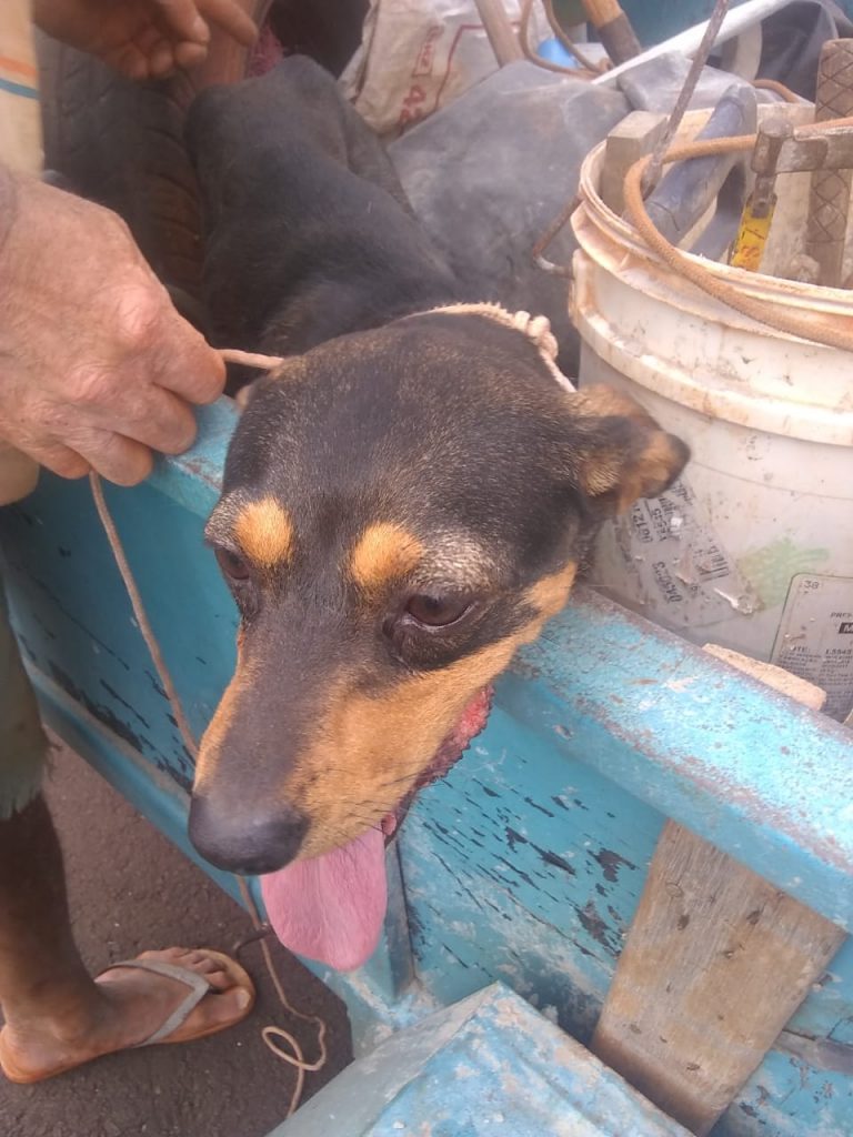 Cão tem rabo decepado por golpe de facão e é socorrido SEMA e Patrulha Ambiental da GM em Cascavel
