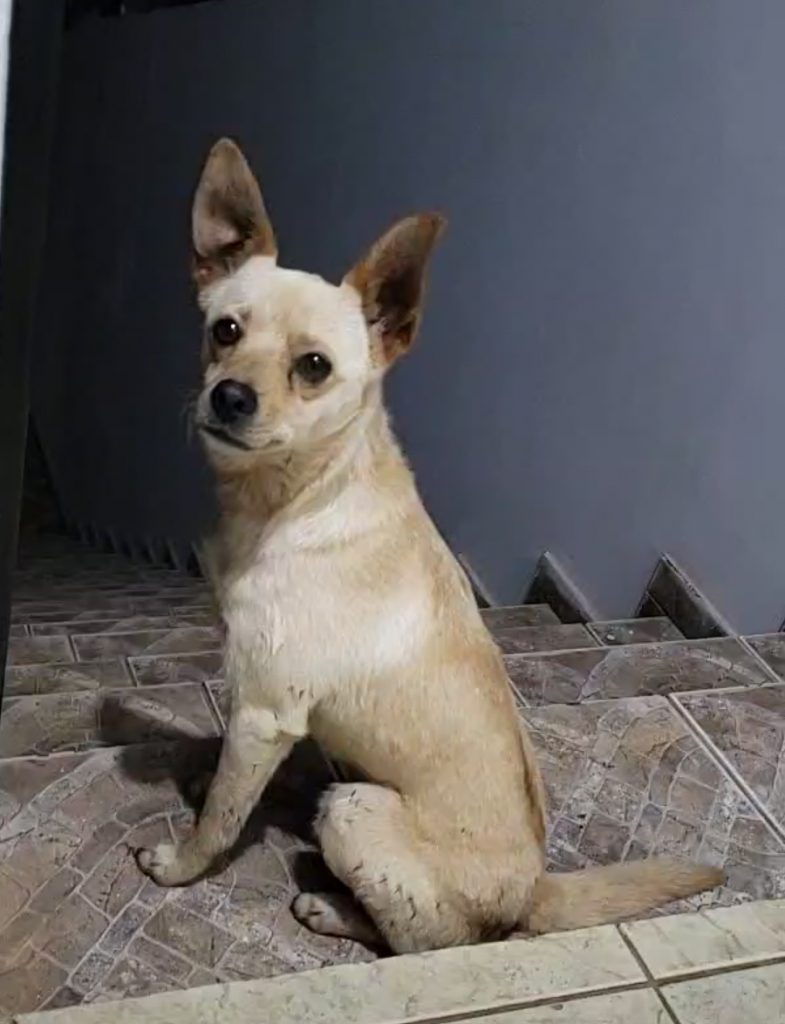 Cadelinha é encontrada no Parque São Paulo