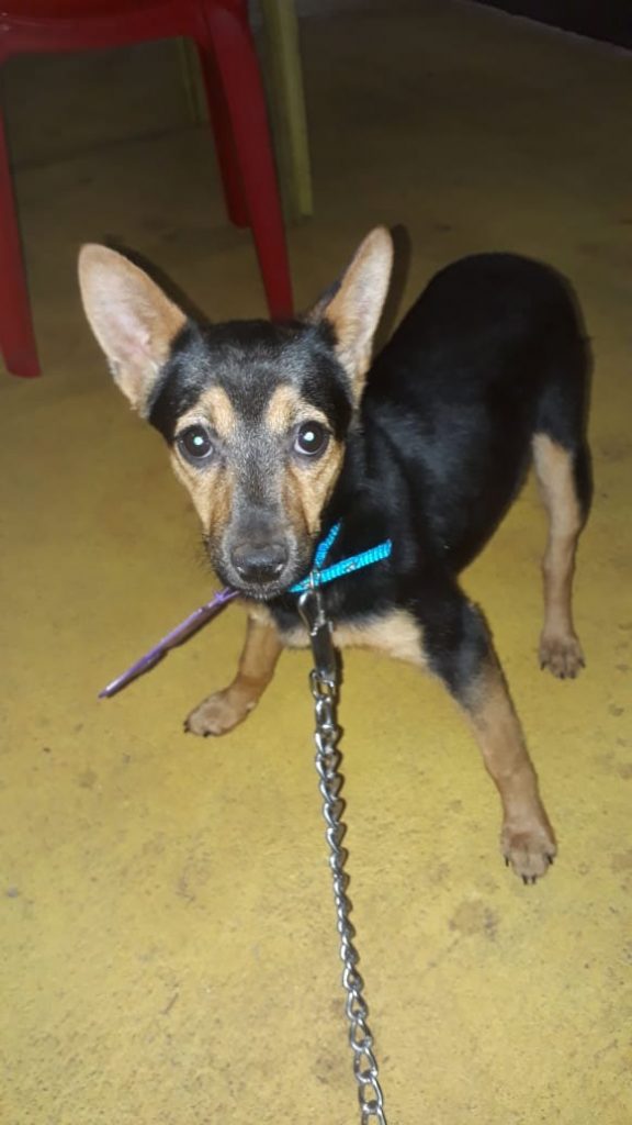 Cadelinha é encontrada no Periolo