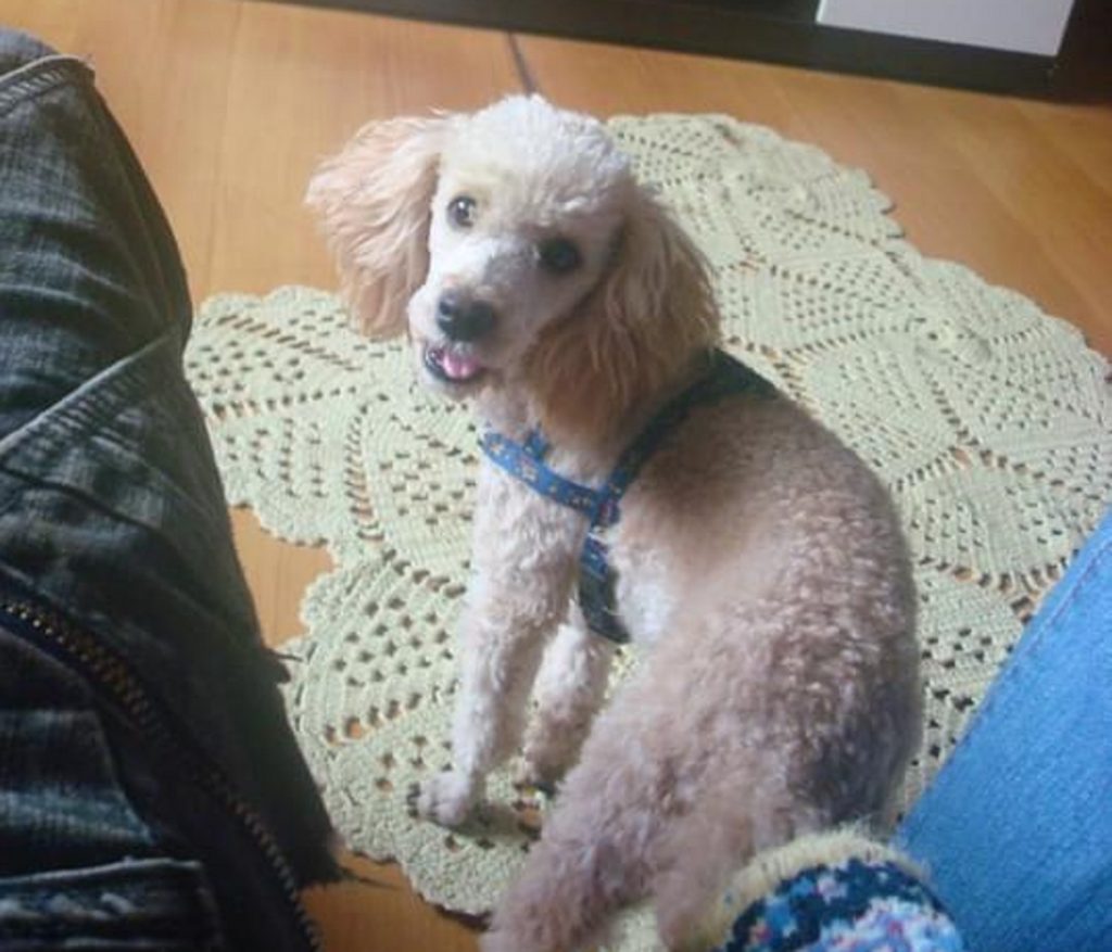 Cachorro de raça poodle desapareceu na região do Bairro Esmeralda